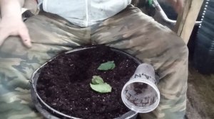 Размножение ежевики однопочковыми зелёными черенками.