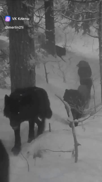 Волки даже смотрят за слабыми. Человеку в основном плевать на других людей. Главное самому урвать.. смотреть онлайн