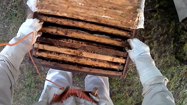 Висит борода на улье , увеличиваю гнездо   Хотел усилить роя расплодом в итоге сделал по другому