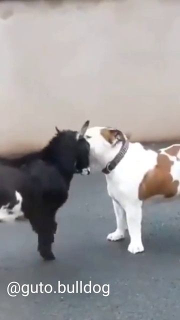 OLHA O QUE O BÓDE FAZ COM O BULLDOG! #shorts смотреть онлайн