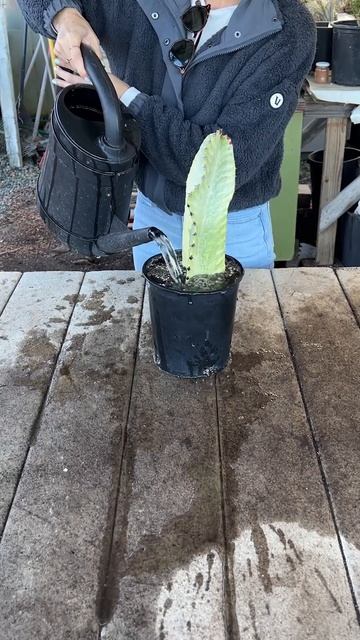 Overwatering a cactus can cause the roots to rot. смотреть онлайн