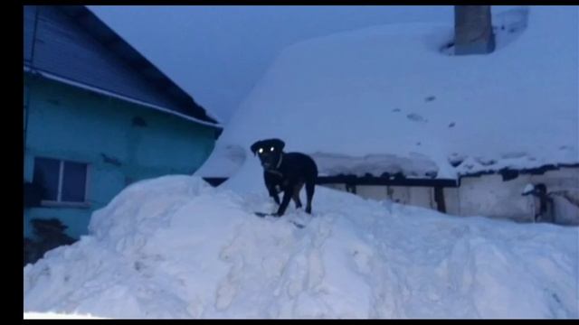 "Граф и Лорд"..(милые собачки)..🐕😎🔥 смотреть онлайн