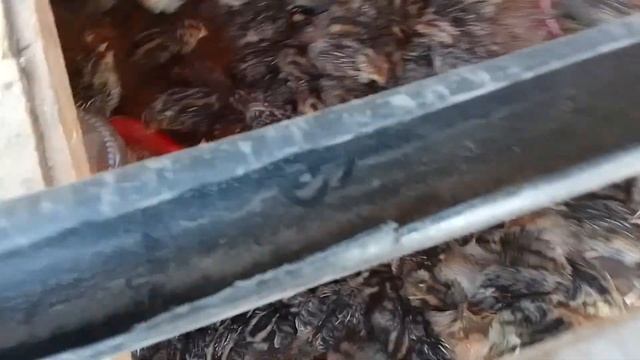 BEDANA JOJA BOQISH SIRLARI🐤🐤🐤