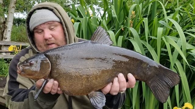 THE FISH WENT MAD FOR THIS BAIT! - TENCH FISHING