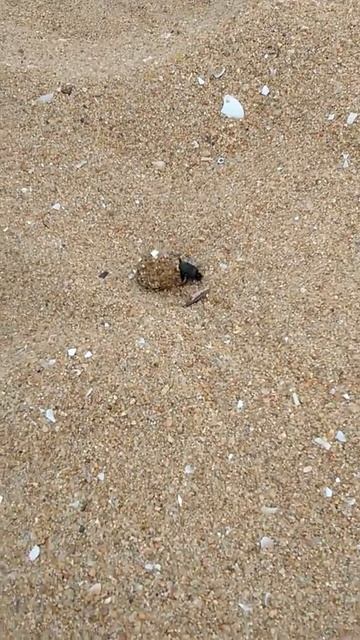 フンコロガシ　dung beetle смотреть онлайн