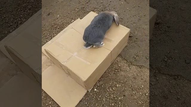 французский баран окрас оттер голубой.самка смотреть онлайн