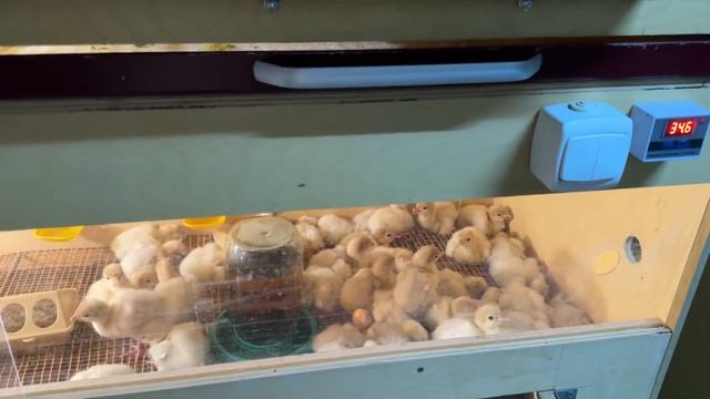 Возвращение на ютуб! Проект «Возрождение индюки»//суточные индюшата/как кормить чем поить ?