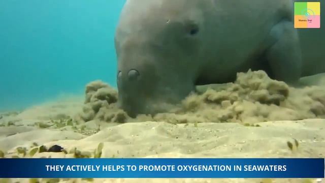 Dugongs (Sea Cows) Under Threat смотреть онлайн