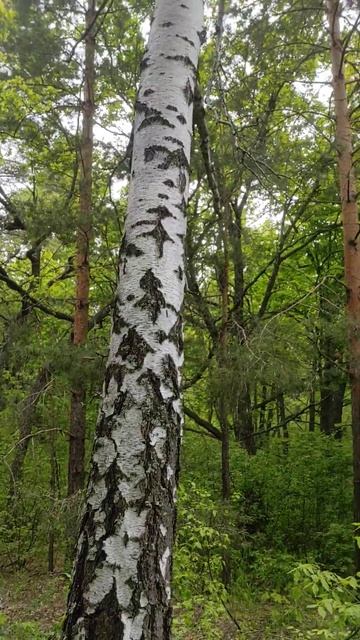 Березовый лес/ ландыши в цвету/природа смотреть онлайн