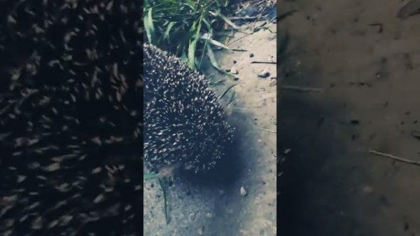 Брачный сезон! Ежи.