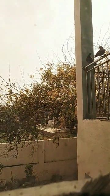 Why bulbul is called bulbul? #bulbulbird #shorts #trending #viral #video #youtube #youtubeshorts смотреть онлайн