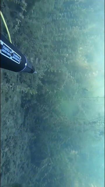 #spearfishing #подводнаяохота #карп
