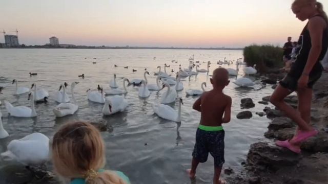 гуси-лебеди🦢 смотреть онлайн