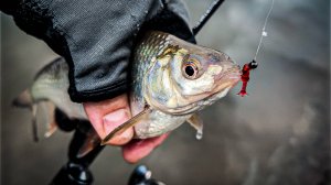 ПЛОТВА ДУРЕЕТ С ЭТОЙ ПРИМАНКИ / ЗИМНЯЯ РЫБАЛКА НА СПИННИНГ В СТИЛЕ МОРМЫШИНГ