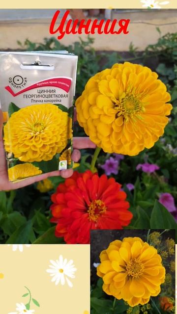 Цветы ожидание - реальность 2023 #flowers смотреть онлайн