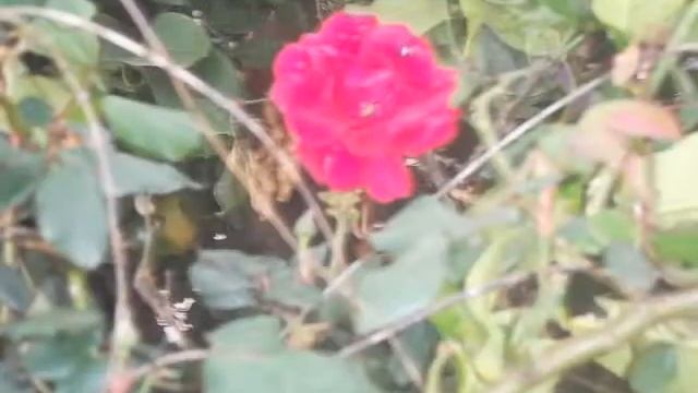 OMAR AKRAM - Secret Journey  By BUTTERFLY  Ƹ̵̡Ӝ̵̨̄Ʒ.