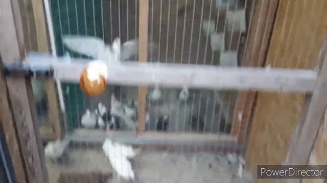 Бакинские голуби пасатка вечером. смотреть онлайн