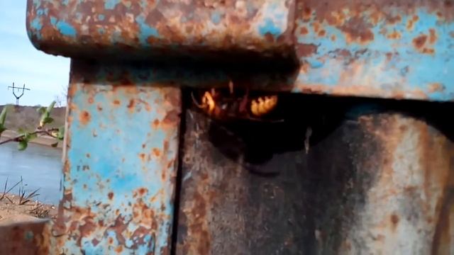 Шершень смотреть онлайн