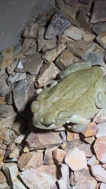 🌵Sonoran Desert Toad 🐸 #sonoran #toad #sapos #蝦蟇 смотреть онлайн