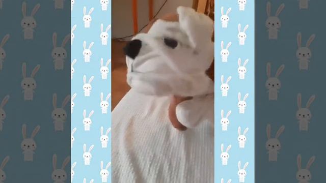 Кума выполняет команды