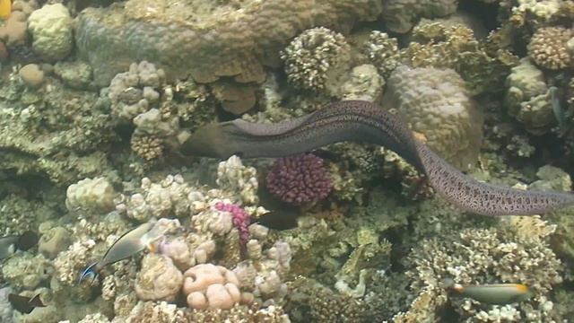 Гигантская мурена смотреть онлайн