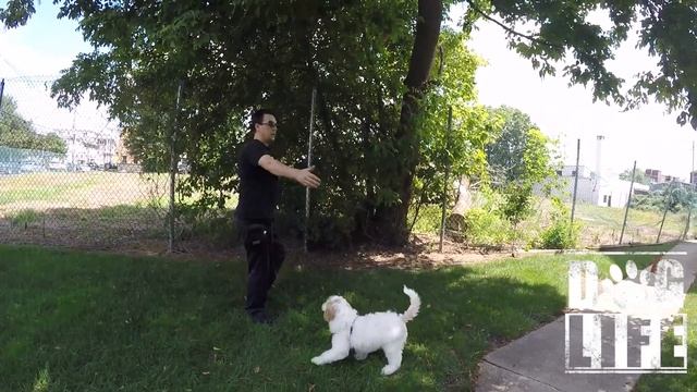 DOG LIFE SESSIONS Puppy With On Leash Frustrations смотреть онлайн