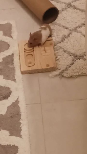 Syrian Hamster Free Roaming & New Hamster Playground