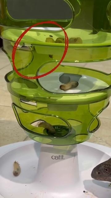 Варан попробовал кота НА ВКУС) смотреть онлайн