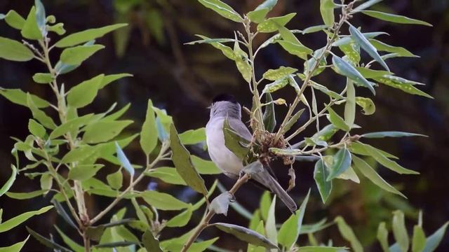 Capinera Maschio (Sylvia atricapilla) смотреть онлайн