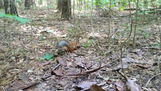 Беличьи тротуары. Белк перекусил грецким орехом и дальше прячет орехи смотреть онлайн