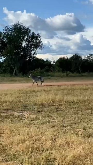 South Luangwa National Park смотреть онлайн