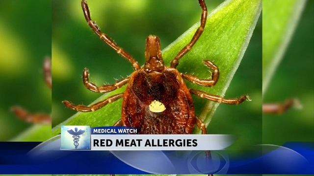 Doctors note an increase in red meat allergies due to tick bites смотреть онлайн