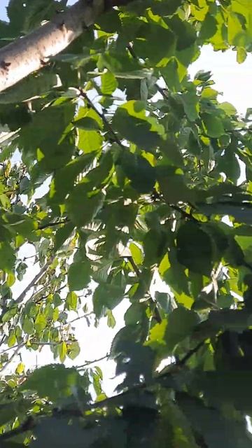 болезни черешни смотреть онлайн