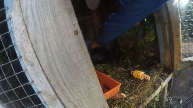 Наші кролики- самці. ВИРОЩУВАННЯ КРОЛІВ. смотреть онлайн