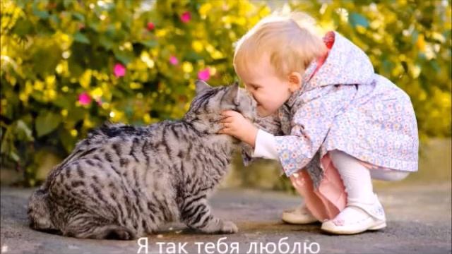 мои любимые друзья кошки