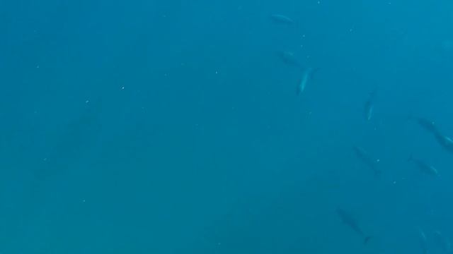 Galapagos Islands - Everything here all at once смотреть онлайн