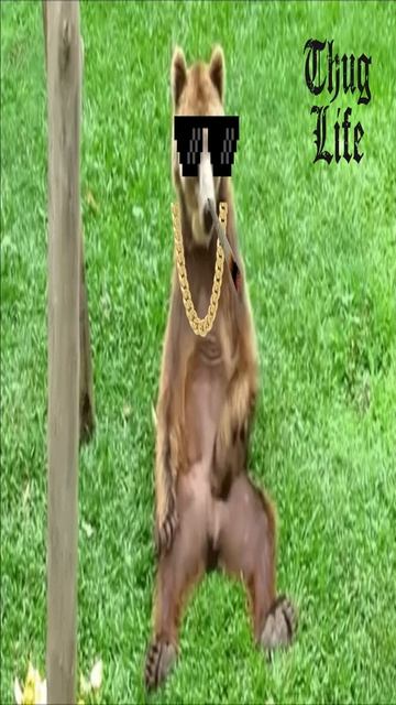😂 Thug life bear 😂 | Try Not To Laugh | #shorts смотреть онлайн
