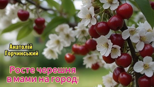 Анатолій Горчинський "Росте черешня в мами на городі" смотреть онлайн