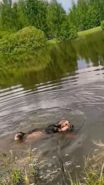 жить хорошо 😅 #germanshepherd #dog #собака смотреть онлайн