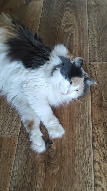 А у вас дома живёт Пума?😁♥️♥️ #cat #юмор #прикол #животные #кот #shorts