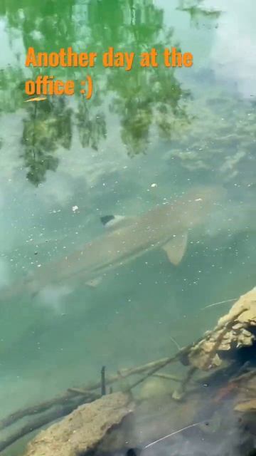 Black Tip Reef Shark
