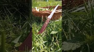 спаржевая фасоль сбор и заготовка