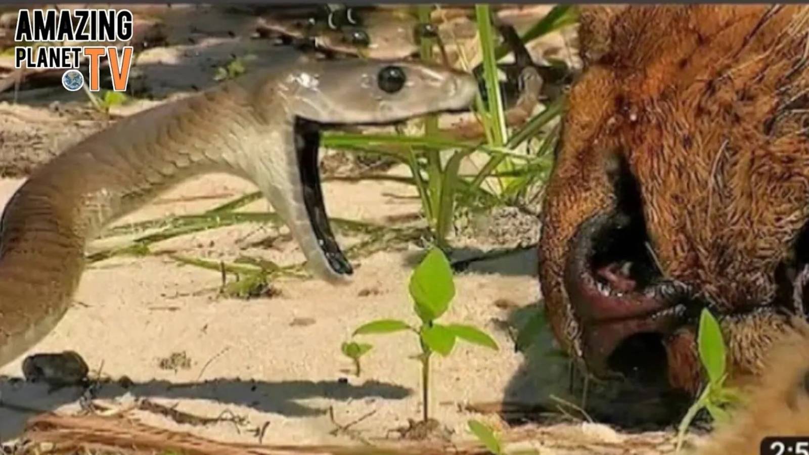 Чёрная мамба против льва – Кто выйдет победителем?