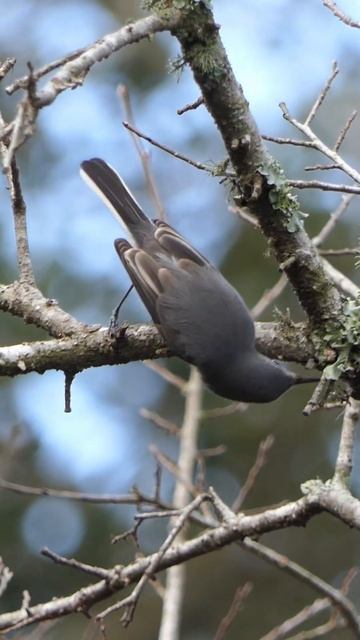 Blue-gray Gnatcatcher searches for insects смотреть онлайн
