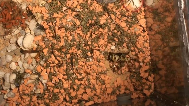 Aphaenogaster senilis VS. Wüstenheuschrecke смотреть онлайн