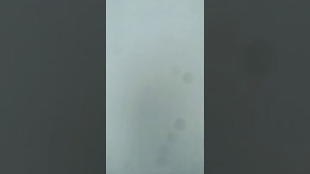 мир глазами кошки