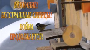 ВНИМАНИЕ! СИНИЦЫ НА ПАСЕКЕ! ЗАЩИТА  ОТ СИНИЦ НА ПАСЕКЕ.