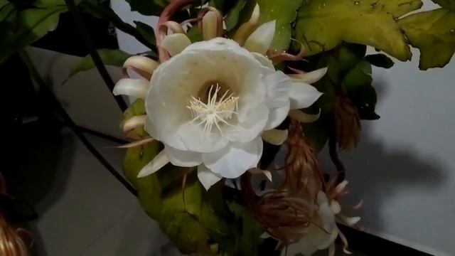 MENGENAL BUNGA WIJAYA KUSUMA, QUEEN OF THE NIGHT BLOSSOM YANG UNIK DAN CARA PERBANYAKANNYA смотреть онлайн