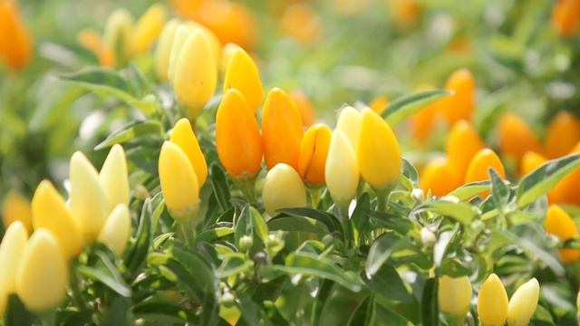 Ornamental Peppers смотреть онлайн