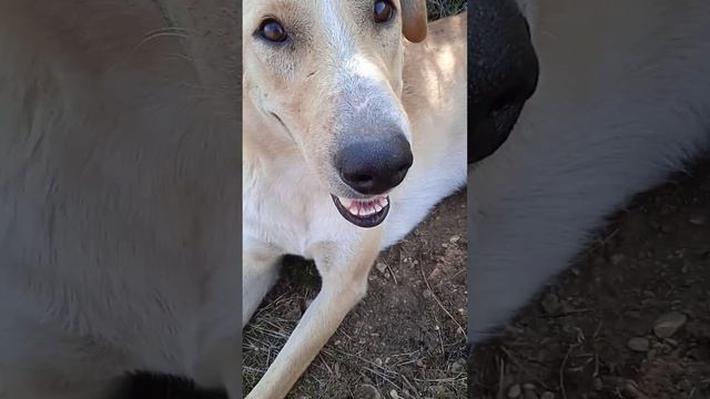 Чёрная смородина смотреть онлайн